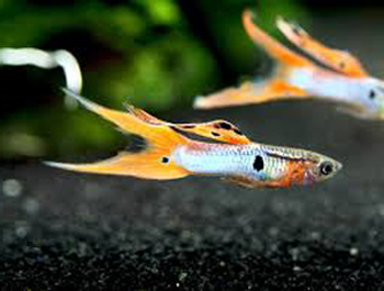JapanBlueOrangeDoublesword_3_Rechts