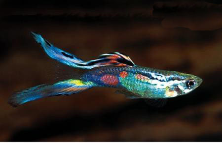 Lierstaart_Multicolor