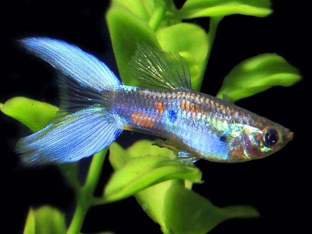 BlauweLierstaart