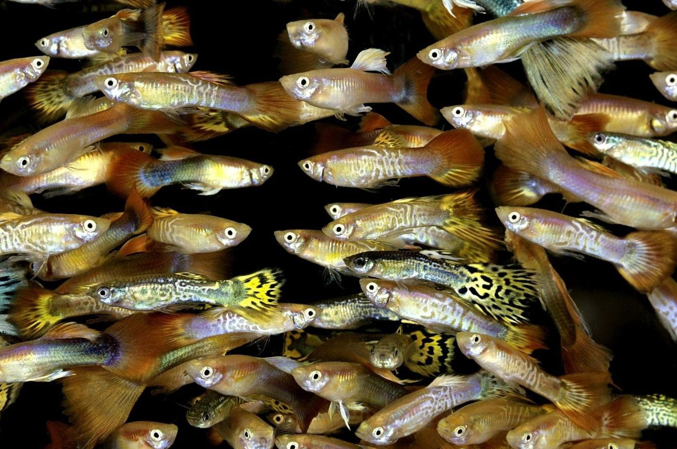 VeelTeveelGuppies
