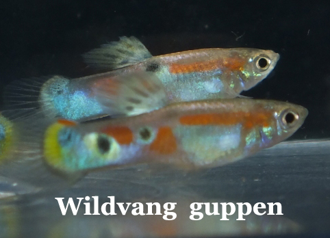 WildvangGuppen