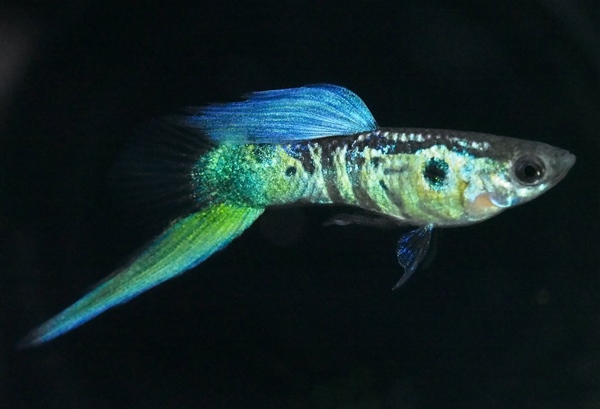 BlueViennaEmerald_BottomSword_6