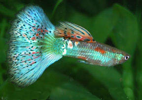 BlauweTriangelMetEGI