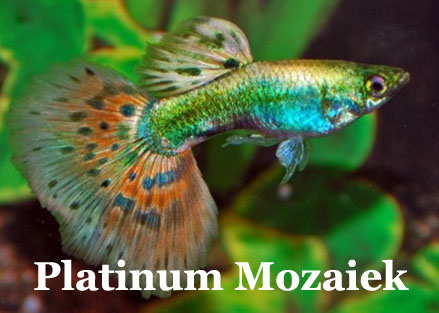 PlatinumMosaicHB