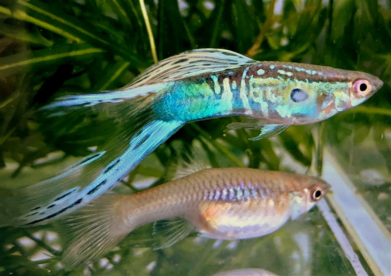 WienerSmaragd_BlauwGroenDubbelzwaard_3