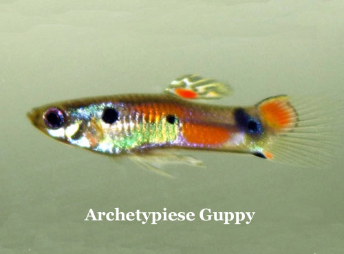 Guppy_Archetype