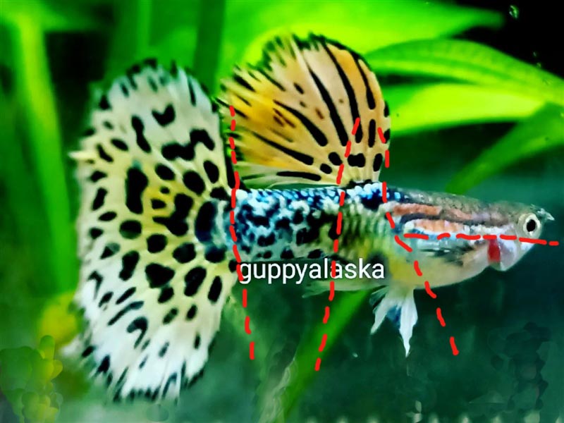 KomposietGuppy