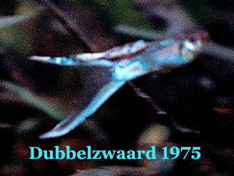 MooiDubbelzwaardMannetje1975