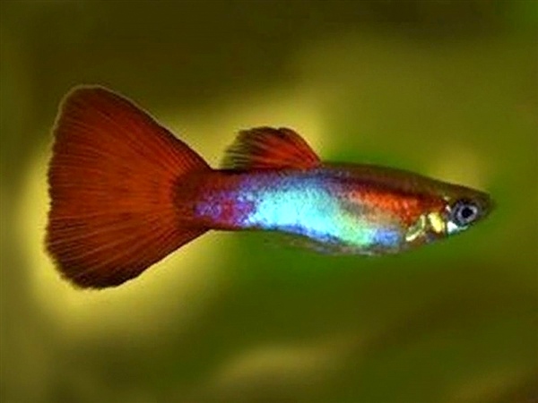 RedNeon