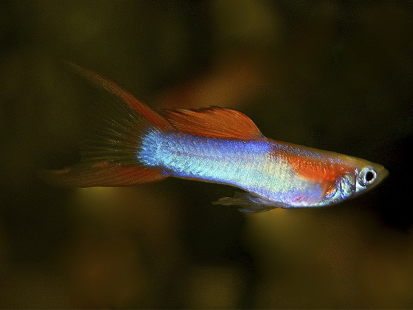 RedNeonDS