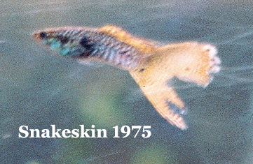 Snakeskin1975