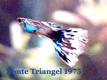 TriangelMannetjesBont1975