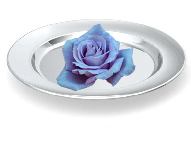 BlauweRoosOpZilverenPlaat