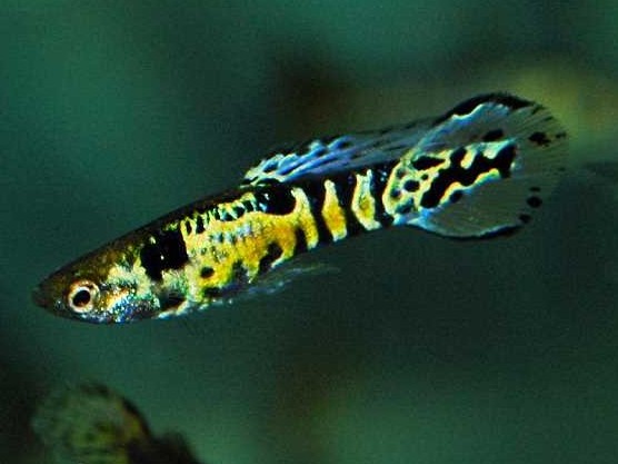 Endler_YellowTiger_6