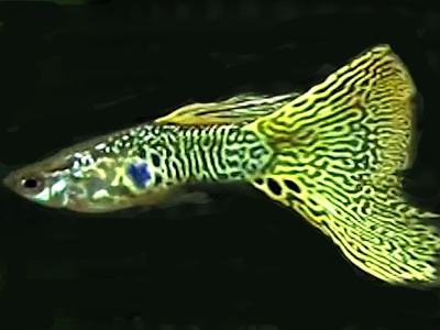 GeleCobra_1