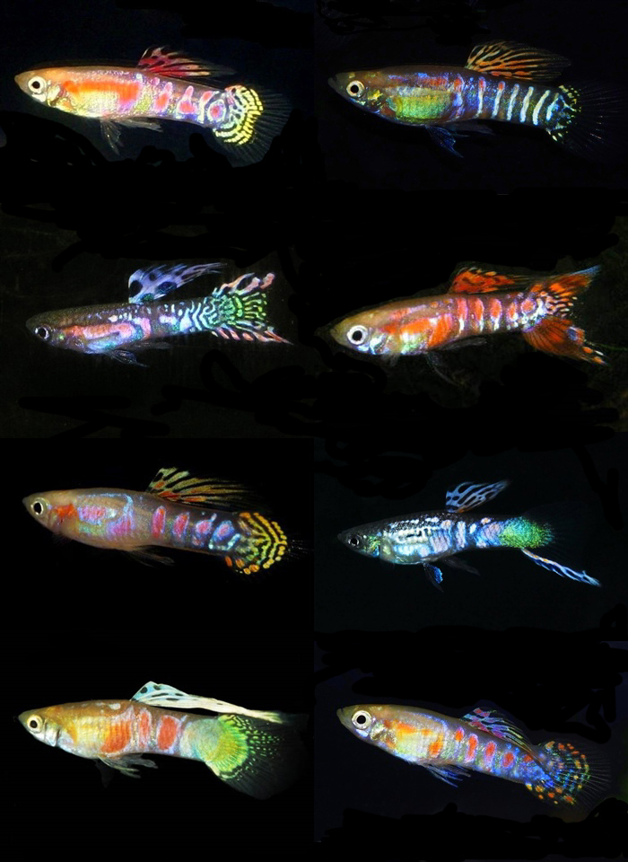 GingaKinubali_Variaties