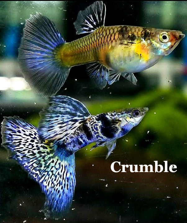 Crumble_KoppelMetTekst