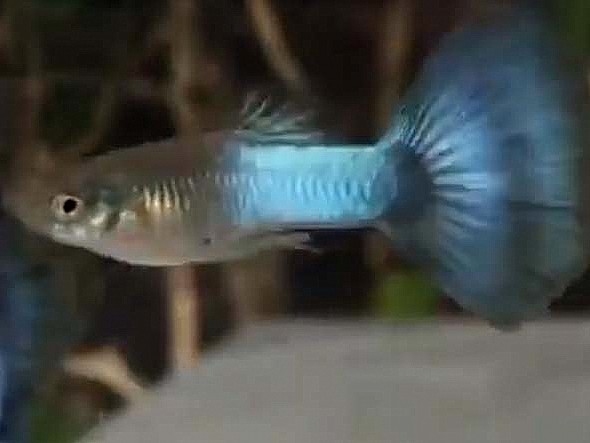 JapanBlueBlueTail_4
