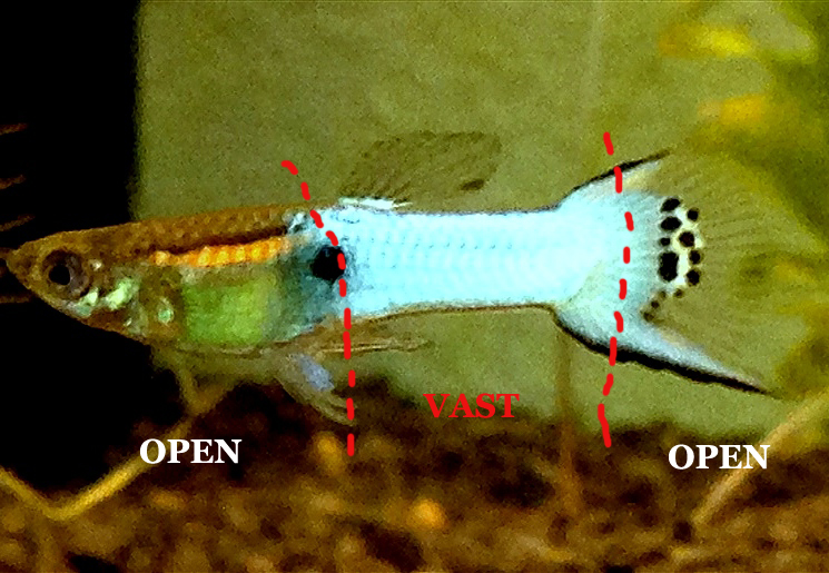 JapanBlue_VastPatroon