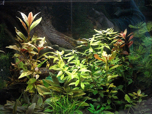 Aquarium4_2012