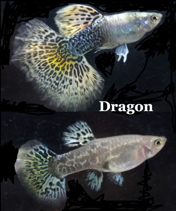 Dragon_KoppelMetTekst