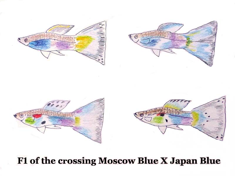 F1CrossingMoscowBlueXJapanBlue