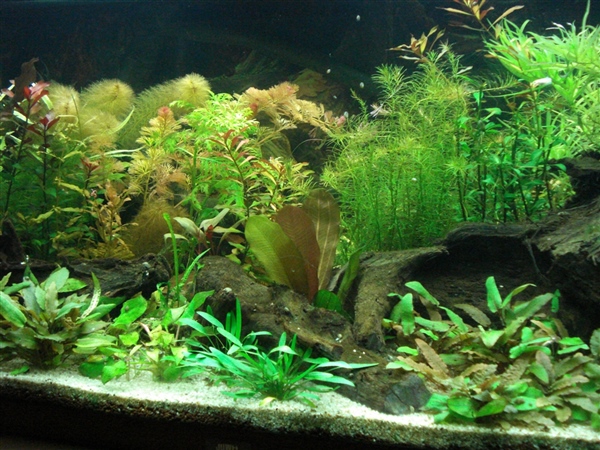 GrootAquarium22April2012