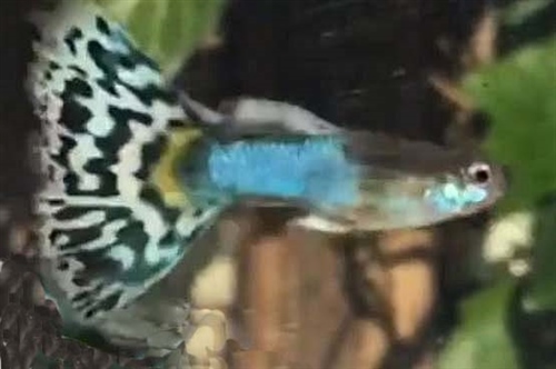 JapanBlueMosaicTail