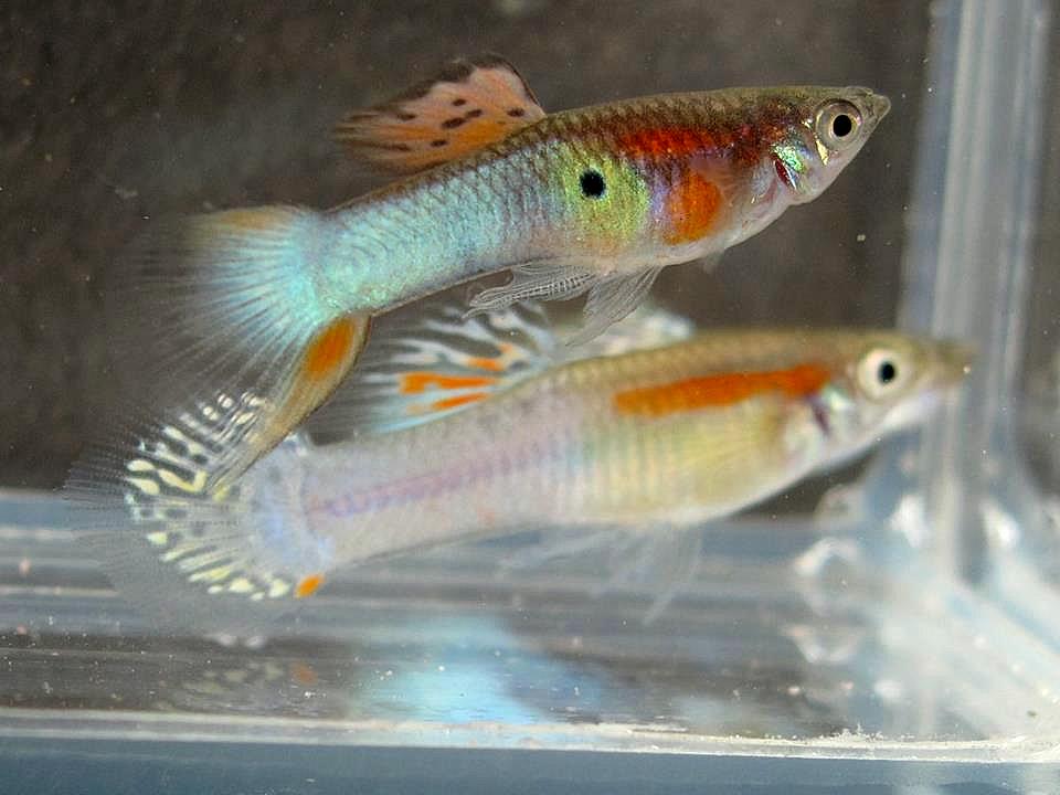 JapanBlue_Kruisingen