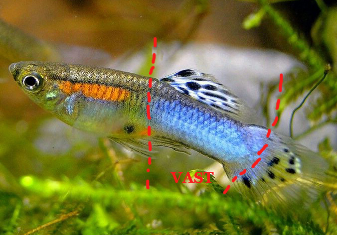 JapanBlue_Paars