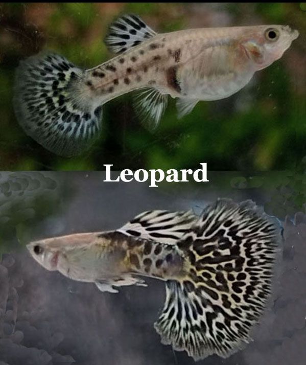 Leopard_KoppelMetTekst