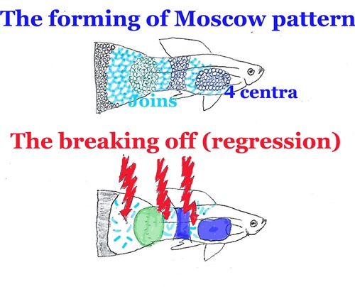 MoscowBluePatroon
