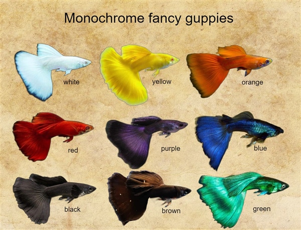 MonochromeGuppies